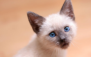 Kitty, cats, animals HD wallpaper