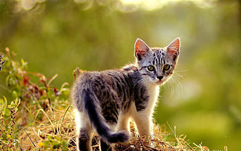 Beautiful small kitten, Animal , Serene and adorable, Lovely HD wallpaper