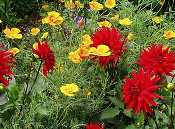 Flowers, Greens, Dahlias, Variety, Diversity, Eschsholzia, Escholcia HD wallpaper