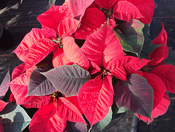 Nature, Plant, Foliage, Poinsettia HD wallpaper