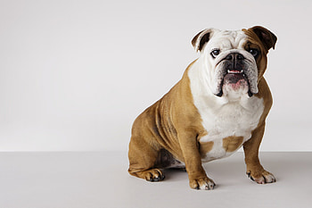 Bulldog, High-resolution , Animal HQ, collection HD wallpaper
