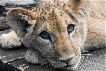 BABY FACE LION, wildlife, cub, baby, face, feline, lion HD wallpaper