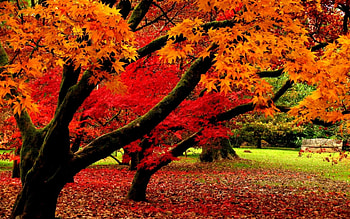 Autumn Park, trees, autumn, nature, park HD wallpaper