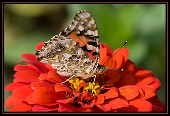 Spring Butterfly, butterfly, flower, zinnia, red, spring HD wallpaper