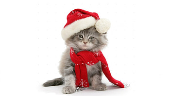 Christmas Kitten, ANIMALS, CUTE, CATS HD wallpaper
