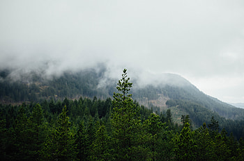 Landscape, Nature, Trees, Mountains, Forest, Fog HD wallpaper