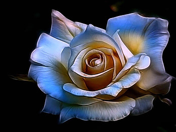 Magical rose, colorful, buds, soft, beautiful, nice, delicate, blossoms, bud, nature, flowers, blooms, pretty flowers, lovely HD wallpaper