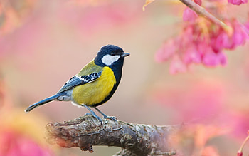 Animals, Birds HD wallpaper