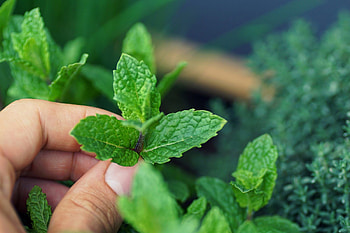 Mint Plant, Health benefits, Minting advantages, Kashmir reader HD wallpaper