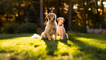 Golden retriever dogs, meu, drag, preferatul, caine HD wallpaper