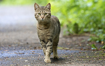 Animals, Cat, Muzzle, Striped, Stroll HD wallpaper