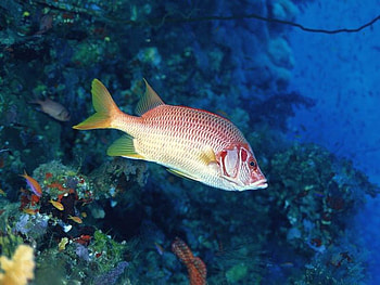 Beautiful Fish, cute, fish, beautiful HD wallpaper