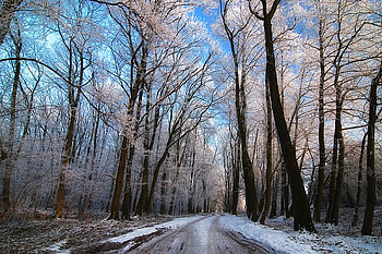 Winter Trees, winter, white, , trees, cool HD wallpaper
