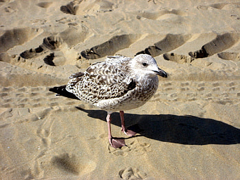 ^^ Bird ^^, white, birds, sand, animals, beaches HD wallpaper