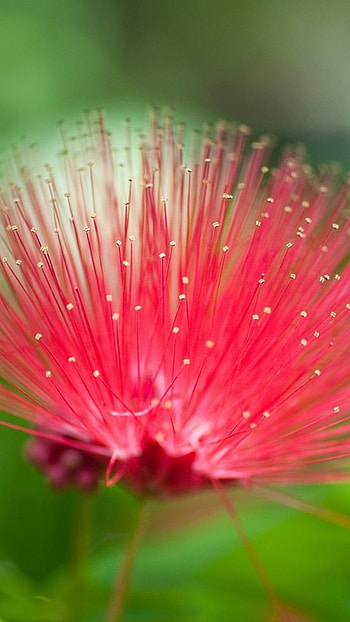 Flowers , Kerala Flowers HD phone wallpaper