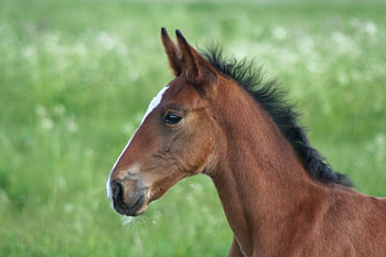 Cute foal, animal, grass, horse, foal HD wallpaper