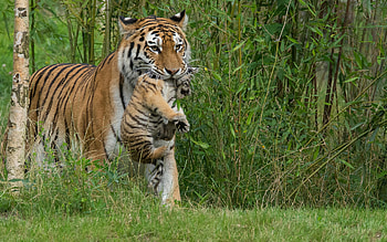 Tiger and Cub, animal, cat, cub, tiger HD wallpaper