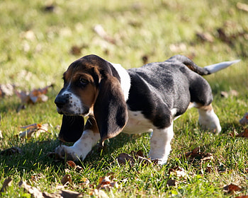 Animals, Grass, Leaves, Puppy HD wallpaper