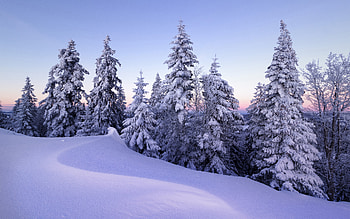 Snow Covered Mountain, trees, winter, snow, mountain HD wallpaper