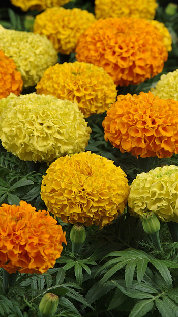 Marigold, Orange, Yellow, Flowers HD phone wallpaper