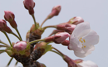 Background, Plant, Macro, Bloom, Flowering, Branch HD wallpaper