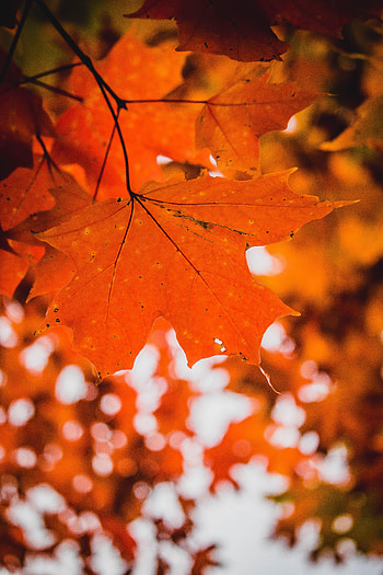 Macro, Sheet, Leaf, Branch, Maple, Veins HD phone wallpaper