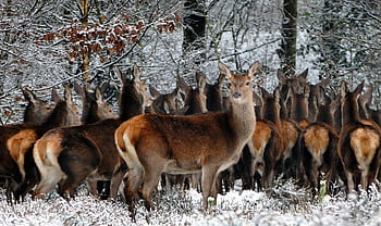 A group of red deer standing gracefully in a snowy woodland, capturing a serene winter scene. HD wallpaper