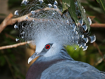 Crown, white, feathers, unusual, bird, attractive HD wallpaper