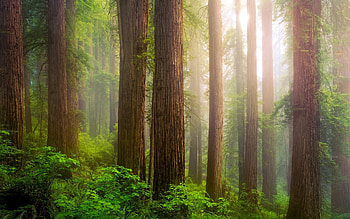 The Redwoods in Northern California, trees, morning, misty, forest, usa HD wallpaper