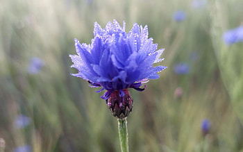 Cornflower with Dewdrops, dewdrops, blue, macro, cornflower, Latvia HD wallpaper
