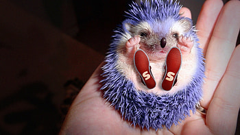Sonic the hedgehog, blue, animal, warrencarr, shoes, red, cute, hand HD wallpaper