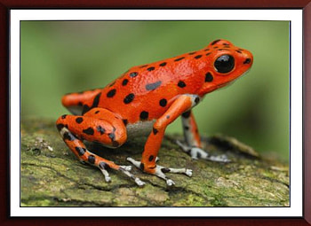 FRAMED FROG, NATURE, FROG, , FRAMED HD wallpaper