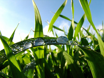 Plants, Grass, Drops HD wallpaper