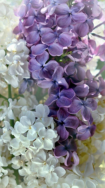 Lilac, Viloet Lilac Flower, violet lilac flower HD phone wallpaper