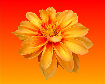 flower, orange, gizzzi, sunset HD wallpaper