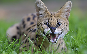 Animals, Grass, Cat, Aggression, Grin HD wallpaper
