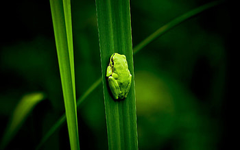 Animals, Swamp, Plant, Climb, Frog HD wallpaper