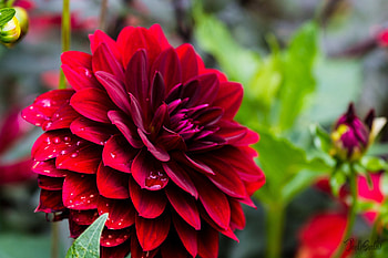 Dahlia, Flowering, Blossom, Flower HD wallpaper