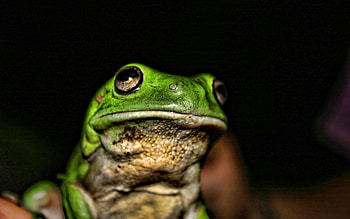 Animals, Muzzle, Shadow, Color, Frog HD wallpaper