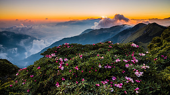 Rhododendron Wildflowers, morning, blossoms, sunrise, mist, hills, landscape HD wallpaper