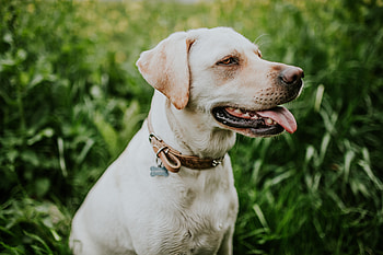 Animals, Dog, Labrador, Collar HD wallpaper