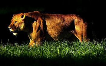 Animals, Grass, Shadow, Big Cat, Lioness, Stroll, Anger HD wallpaper