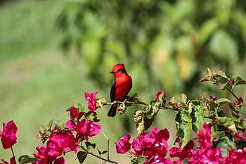 Animals, Flowers, Bird, Red Cardinal HD wallpaper