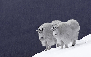 Mountain goats, goats, mountain HD wallpaper