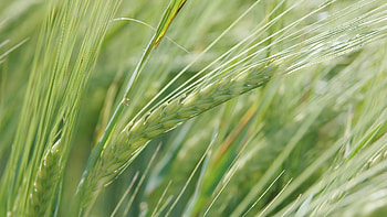 Plants, Wheat HD wallpaper