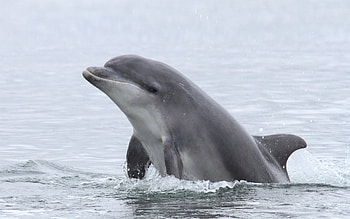Dolphin, ocean life, water, ocean HD wallpaper