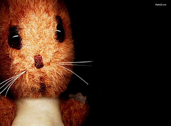 Rat, mice, teddy, mouse HD wallpaper