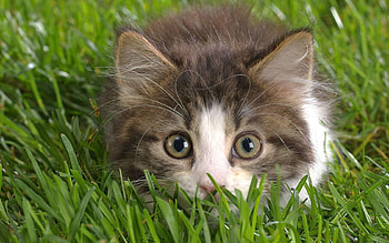 Animals, Grass, Fluffy, Kitty, Kitten, Muzzle, Hide, Lurk HD wallpaper