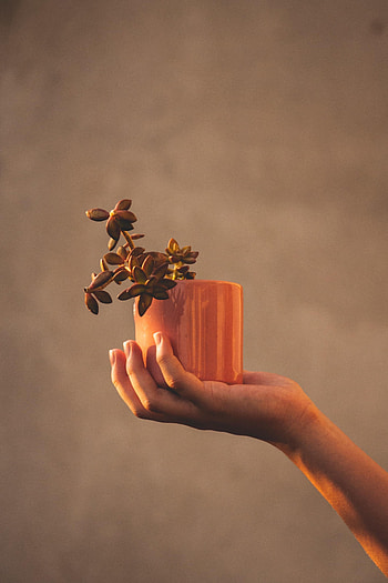 Plant, Hand, Miscellanea, Miscellaneous, Focus, Indoor Plant, Houseplant HD phone wallpaper
