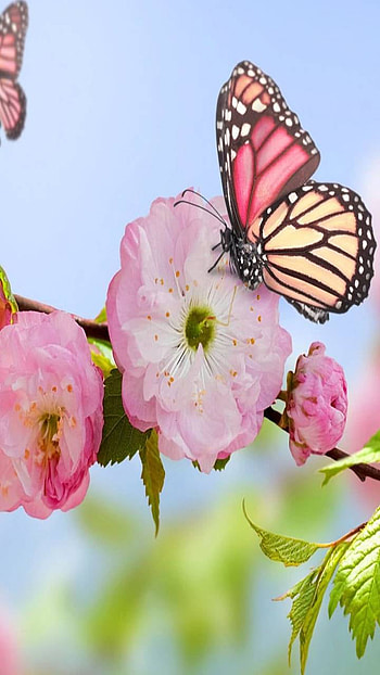 Butterfly on Blossom, pink flower, blossom, artistic, butterfly HD phone wallpaper